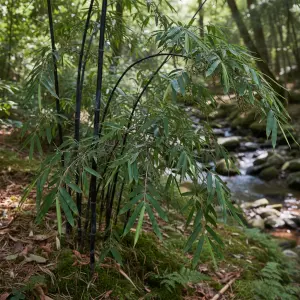 Fargesia nitida 'Black Pearl'