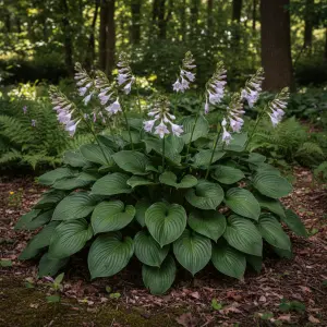 Hosta 'Devon Green'
