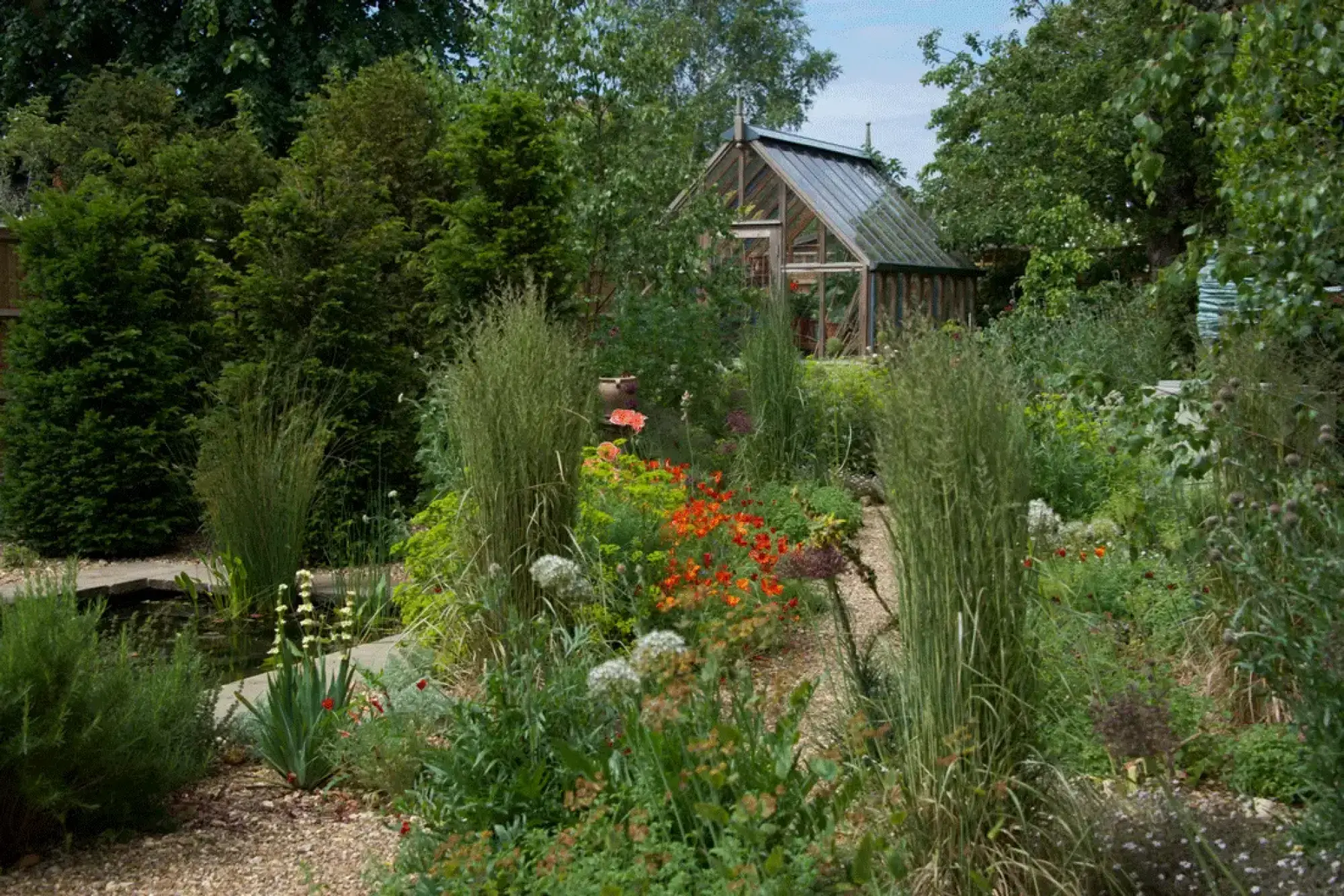 A lush, informal gravel garden features a large wooden greenhouse, a small pond, and abundant planting of tall grasses and red-orange poppies.