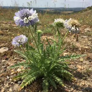 Scabiosa