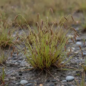 Schoenoplectus cernuus