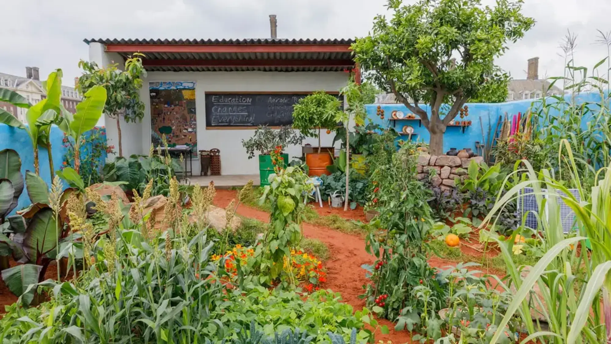 A vibrant African-inspired productive garden with a white building, blue wall, and red earth path, growing sorghum, banana plants, and tomatoes.