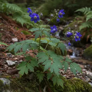 Polemonium yezoense