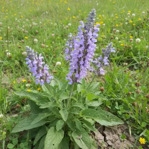 Salvia pratensis 'Madeline'