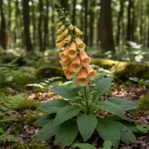 Digitalis purpurea 'Goldcrest'