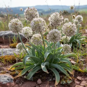 Allium 'Cameleon'