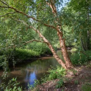 Betula nigra