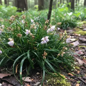 Ophiopogon japonicus 'Minor'