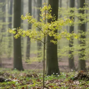 Acer platanoides