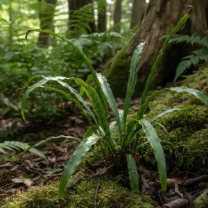 Asplenium scolopendrium 'Angustatum'