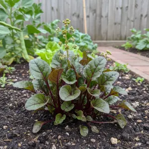 Beta vulgaris 'Baby Leaf'
