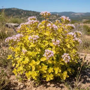 Origanum vulgare 'Aureum'