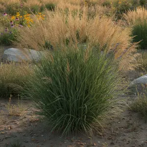 Panicum virgatum 'Northwind'