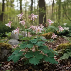Aquilegia 'Spring Magic Rose and White'