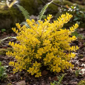 Ilex crenata 'Golden Gem'