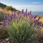 Lavandula angustifolia