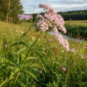 Valeriana officinalis