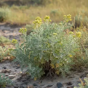Artemisia maritima 'Coca Cola'