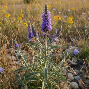 Verbena stricta