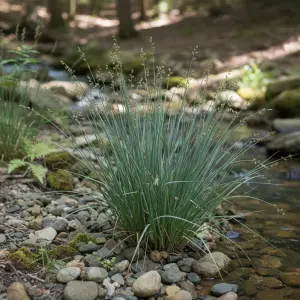 Juncus patens 'Elk Blue'