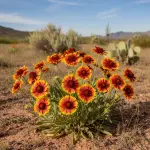 Gaillardia x grandiflora