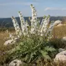 Verbascum chaixii 'Album'