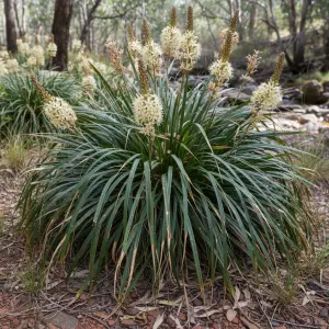 Lomandra longifolia