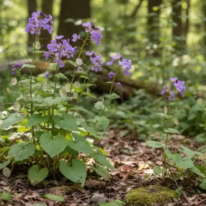 Lunaria annua