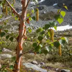Betula utilis subsp. jacquemontii