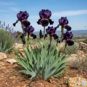 Iris germanica 'Superstition'