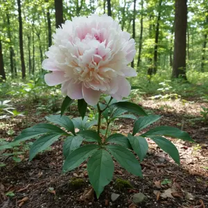 Paeonia 'Noémie Demay'
