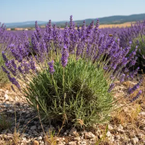Lavandula angustifolia 'Munstead'