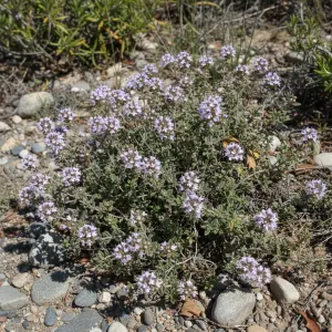 Thymus x citriodorus