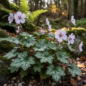 Geranium nodosum 'Silverwood'