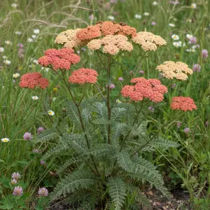 Achillea 'Lachsschönheit'