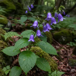 Campanula latifolia