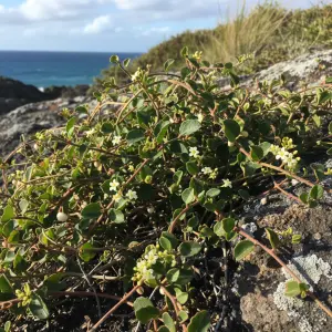 Muehlenbeckia complexa