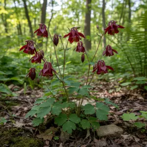 Aquilegia 'Ruby Port'