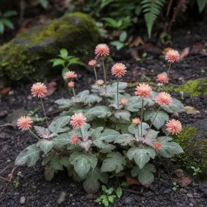 Emilia sonchifolia var. javanica 'Irish Poet'