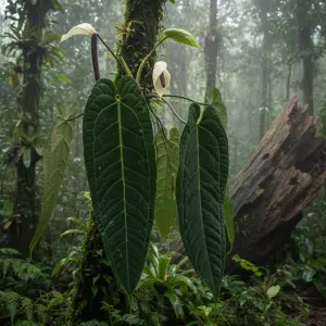 Anthurium warocqueanum