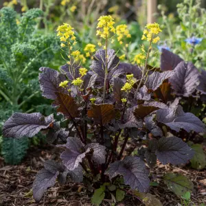 Brassica juncea 'Red Dragon'