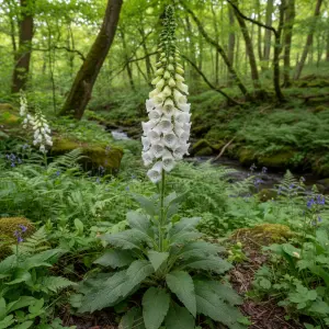 Digitalis purpurea var. alba