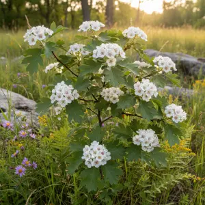 Crataegus succulenta 'Jubilee'