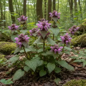 Lamium orvala