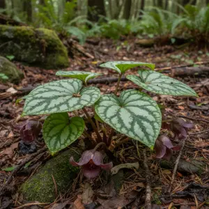 Asarum maximum 'Ling Ling'