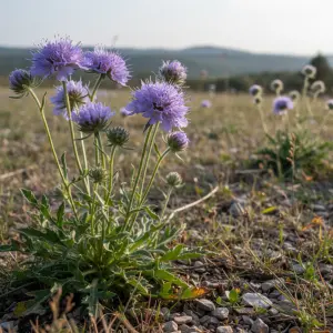 Scabiosa columbaria