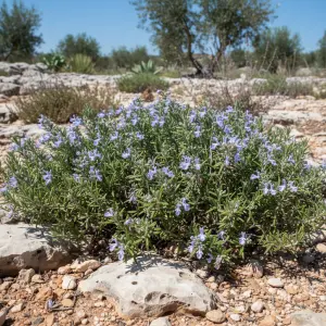 Salvia rosmarinus 'Prostrata'