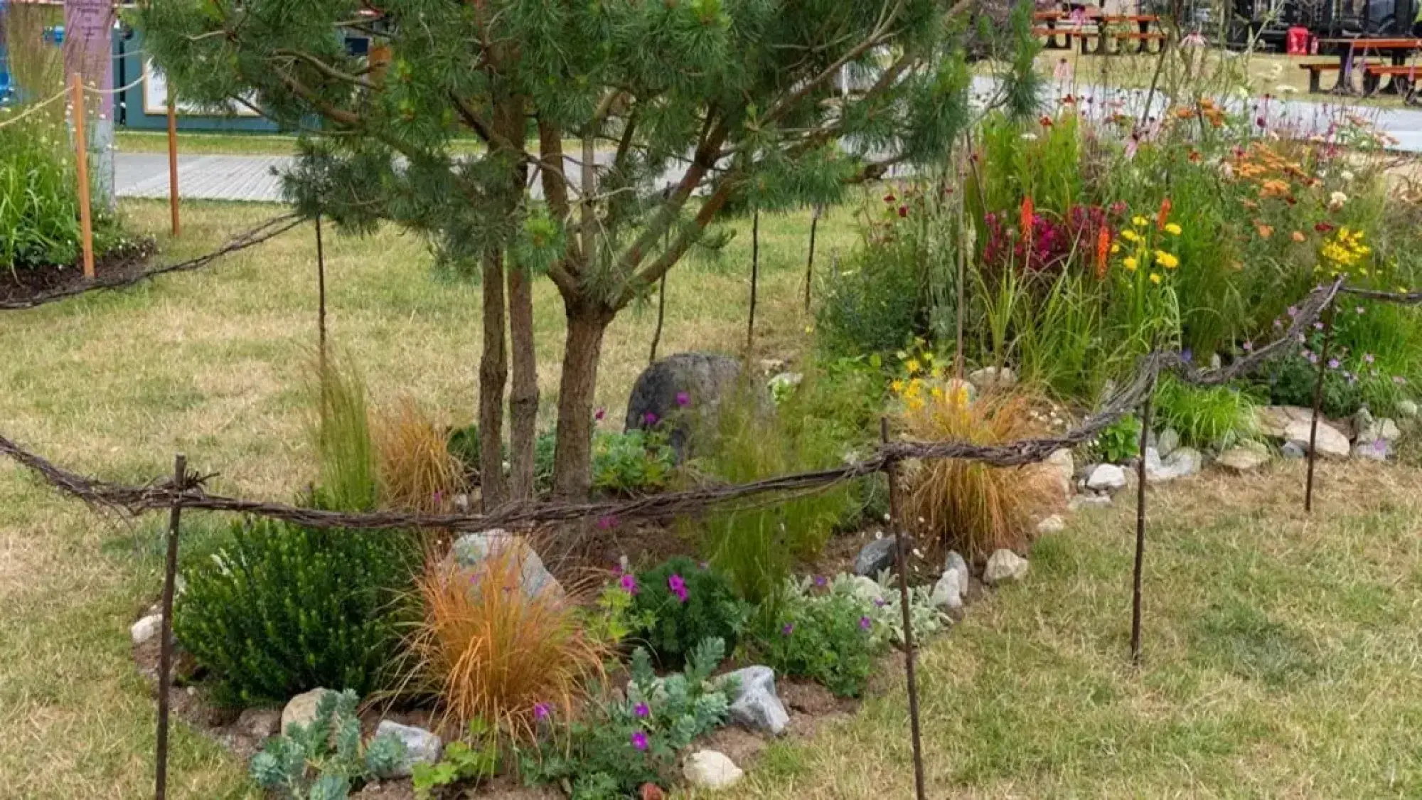 A colorful pocket garden showcasing a dwarf pine, vibrant perennials, ornamental grasses, and rocks, bordered by a rustic woven branch fence.