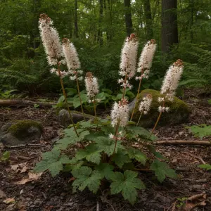 Tiarella cordifolia 'Spring Symphony'