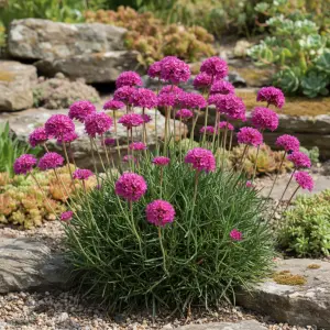 Armeria maritima 'Bevan'